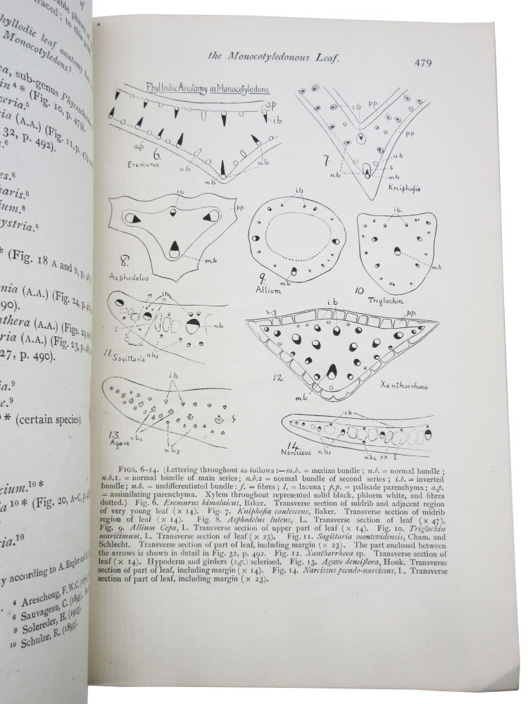 Item #113 The Phyllode Theory of the Monocotyledonous Leaf, With Special Reference to Anatomical Evidence [With Inscription]. Agnes Arber.